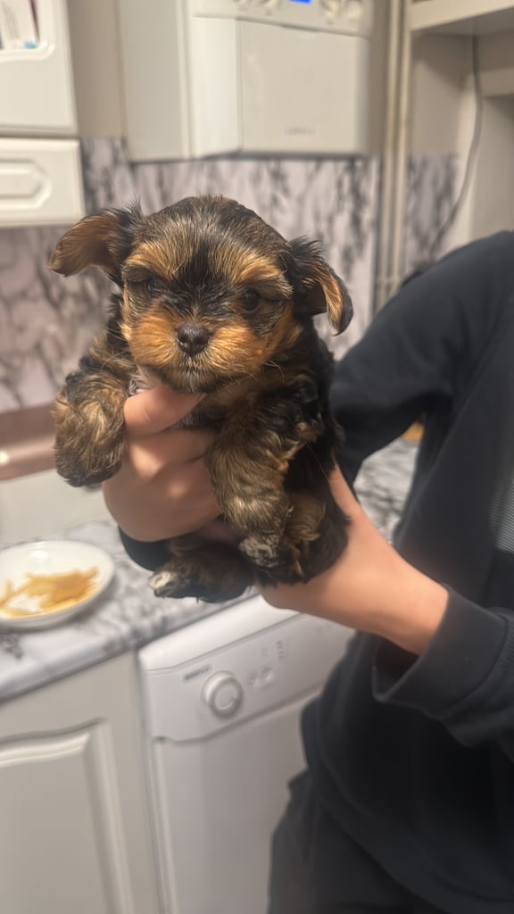 YORK TERRIER 2 BOYS FOR SALE IN PORTSMOUTH 