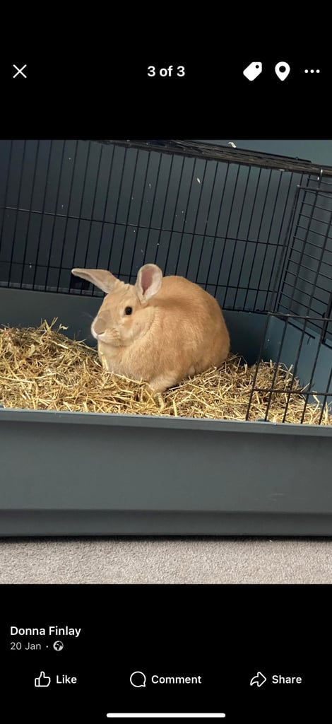 Two girls rabbits 
