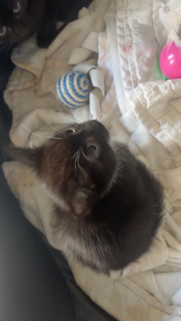 Kittens for sale 