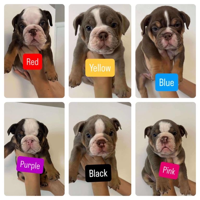 Stunning English Bulldog Puppies 