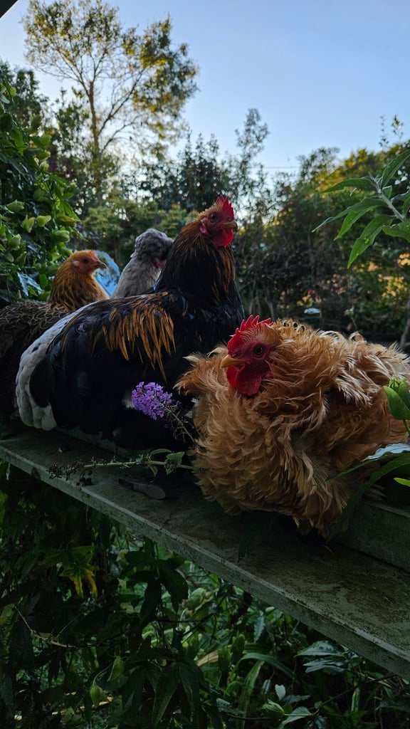 Bantam pairs for sale 