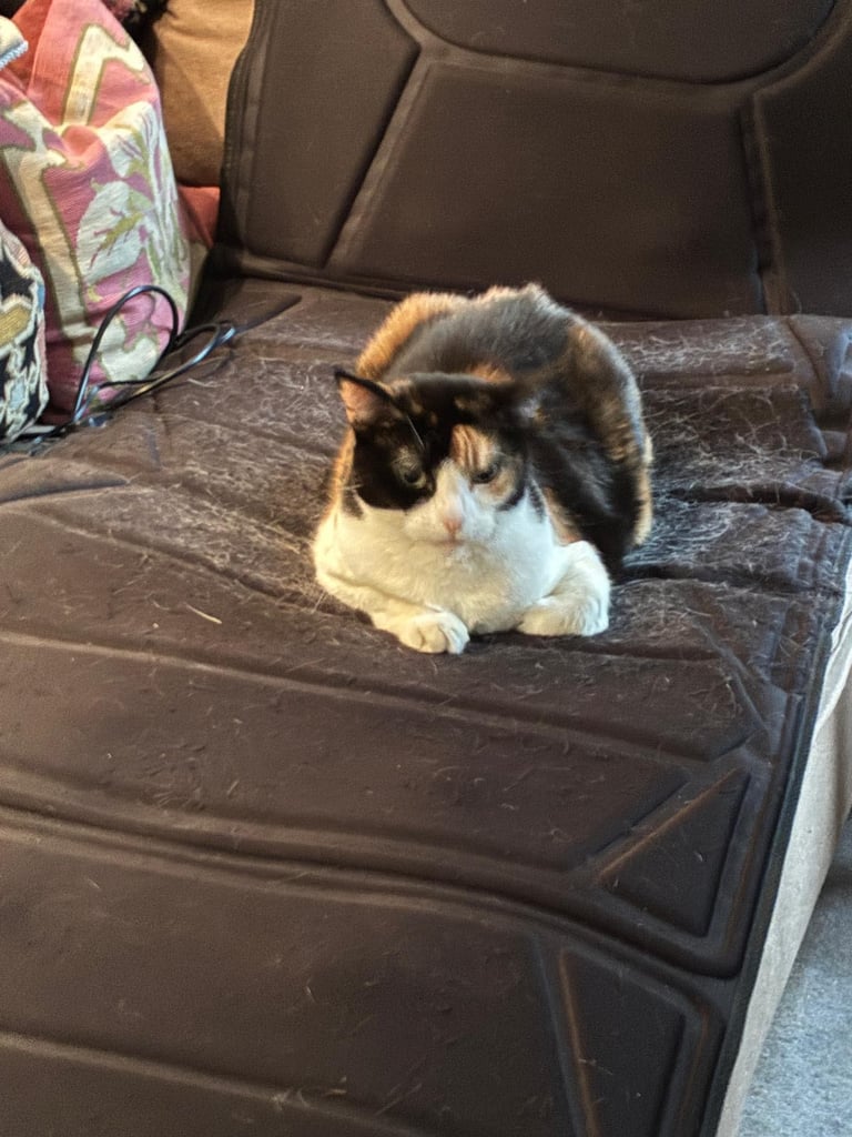 Loving Home Needed for Gentle Cat – “Lola”
