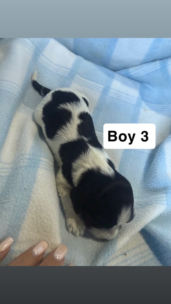 Pure cocker puppies 1 bitch left and 2 dogs left
