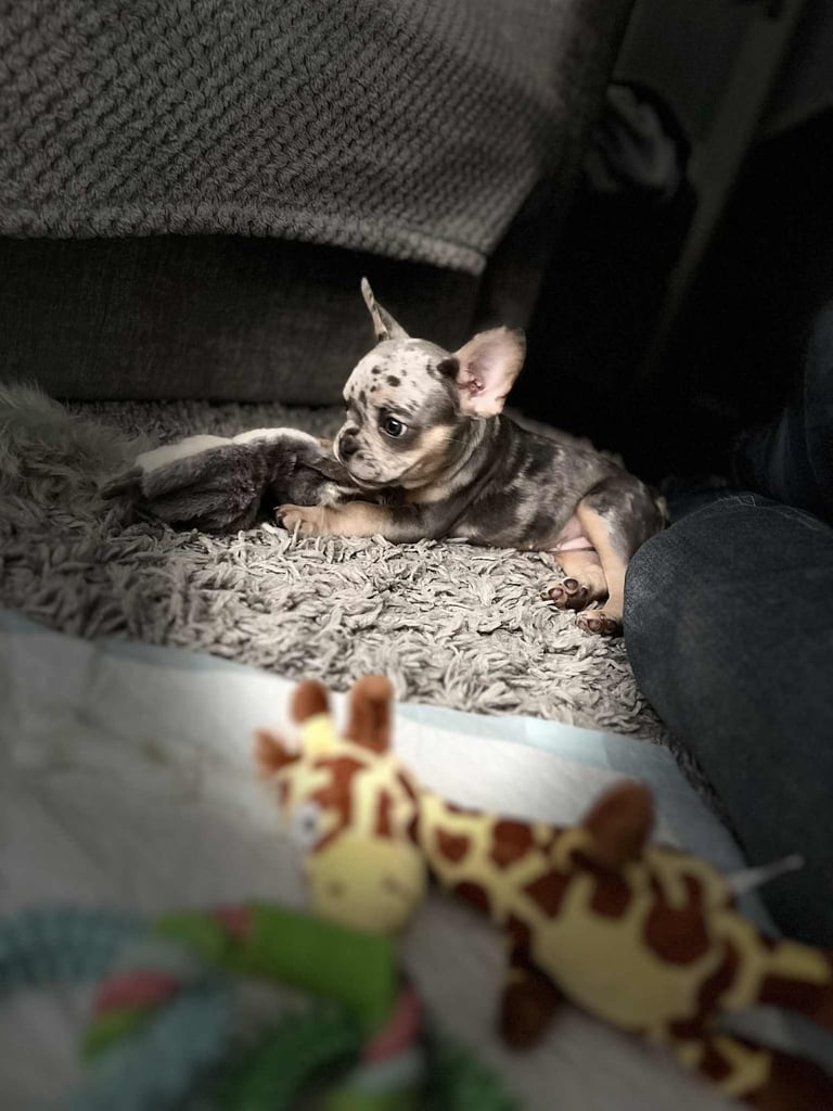 Female Merle French bulldog 