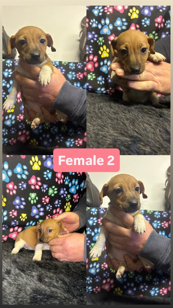 Purebred miniature jack Russel pups