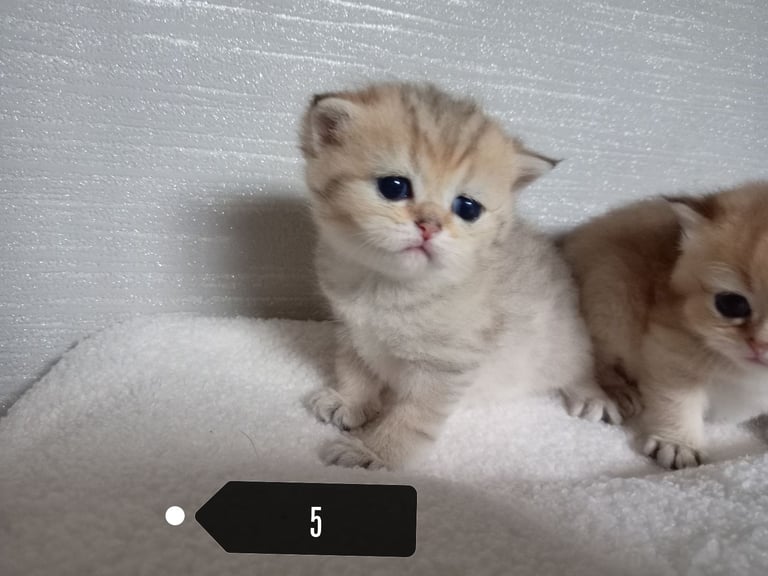 x4 Pedigree British Longhair & x2 British Shorthair Blue Golden & GoldenKittens 