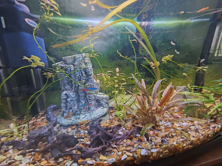 75 L aquarium with fish and accessories