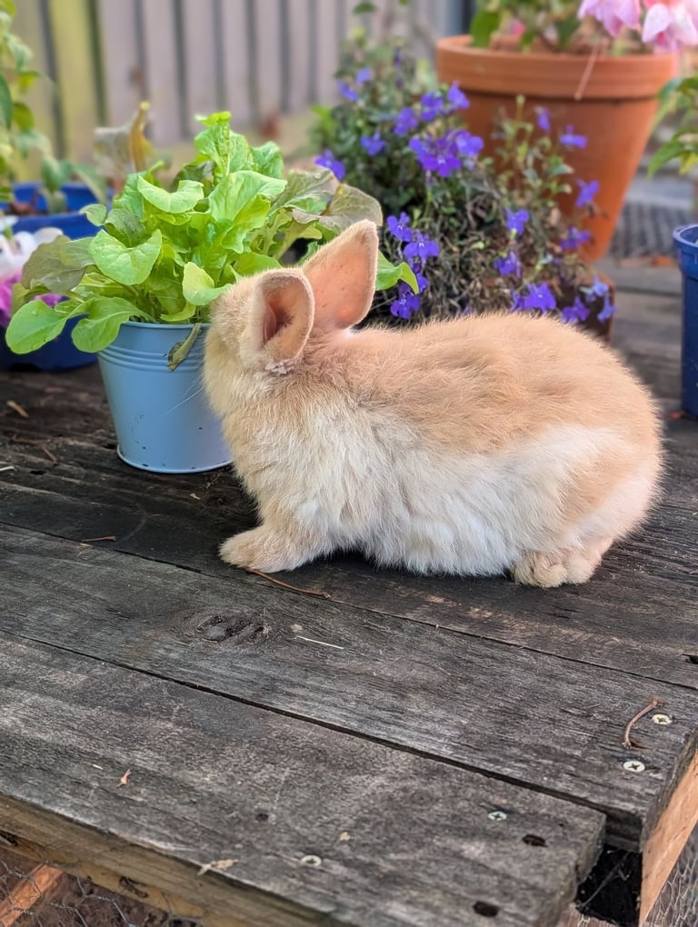 Pet rabbit in Suffolk Small Furries for Sale Gumtree