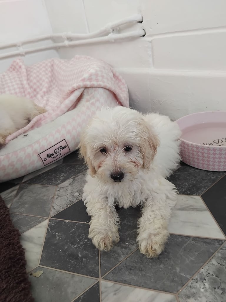 Cockapoo puppys for sale