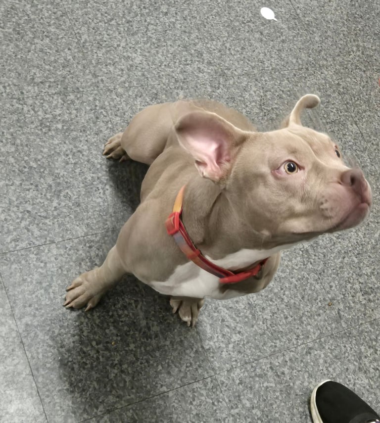 image for Female pocket bully 