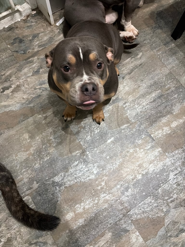 Rehome 2year old Female pocket bully 3 year old male pocket bully/staff cross