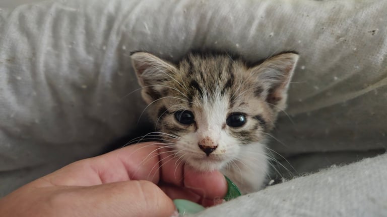 Kittens for sale 150