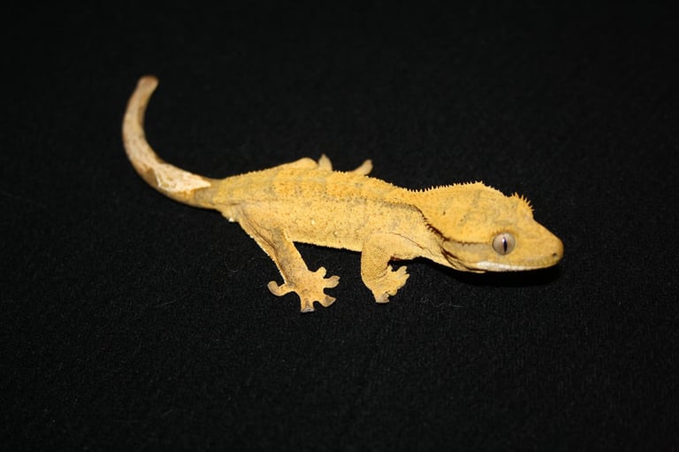 image for Crested Geckos