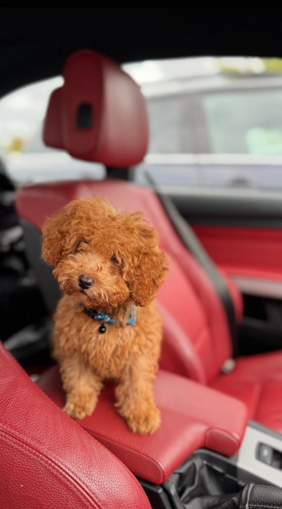 5-month-old male Toy Poodle