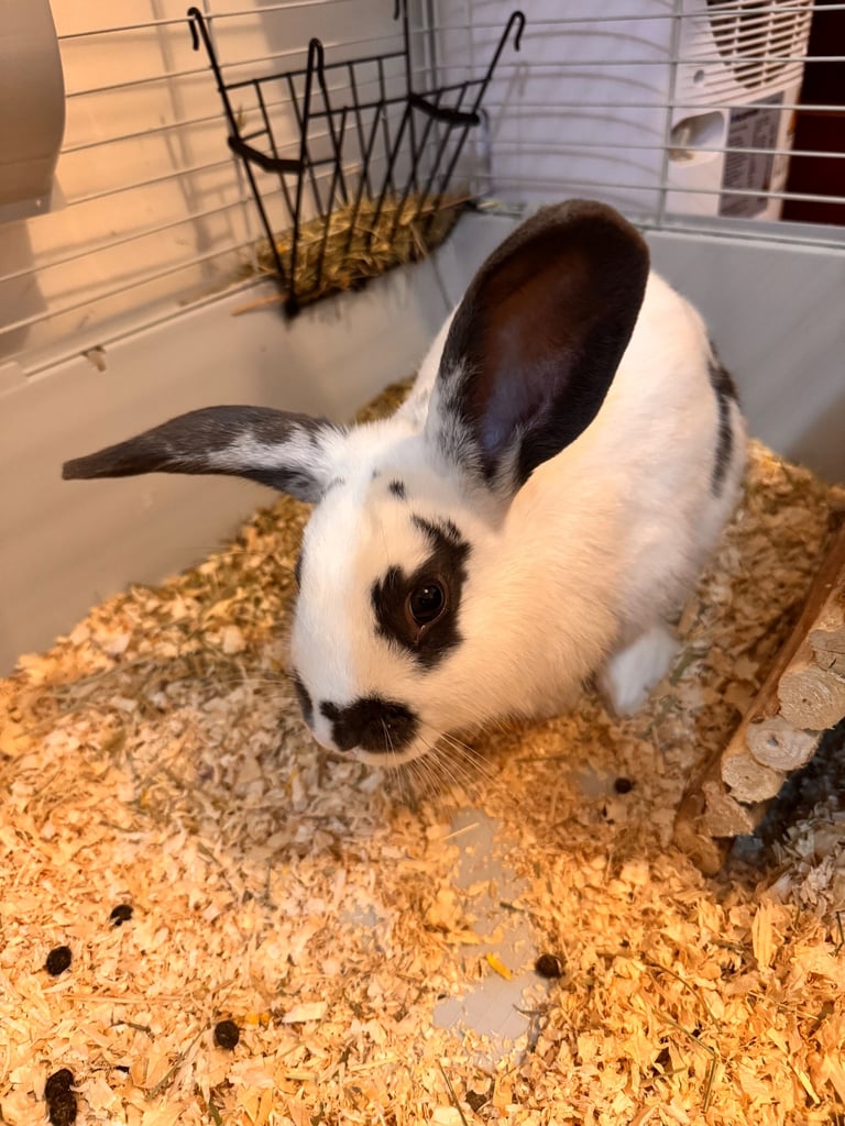 image for Two Male Rabbits for Sale – Moving Home