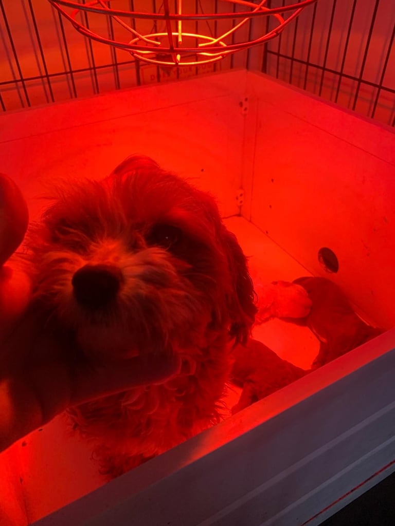 Toy f1b cavapoo puppies 