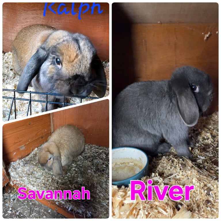  mini lops available 