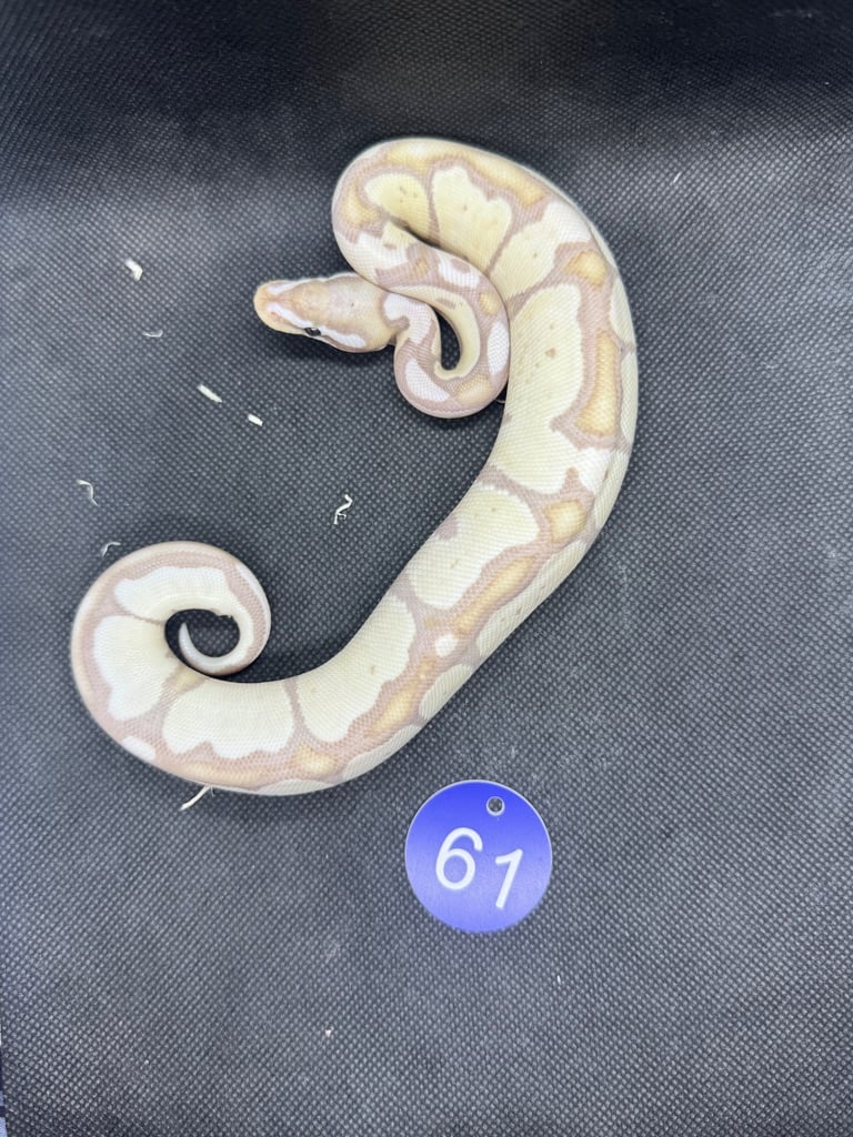Royal python from £60