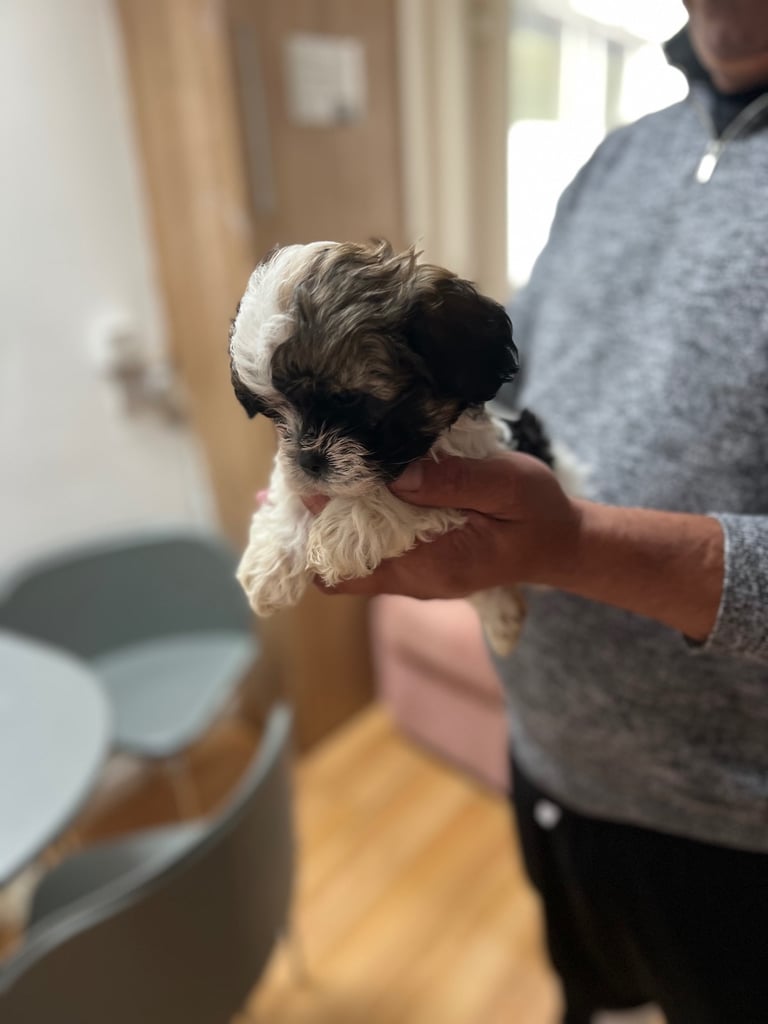 Maltese