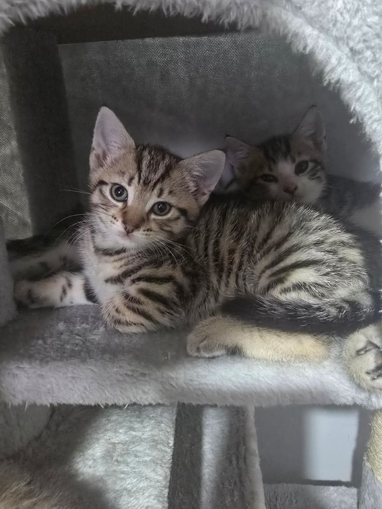Kittens 