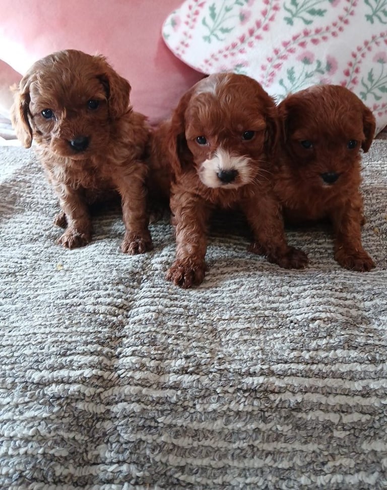 Red Cavapoo puppies for sale