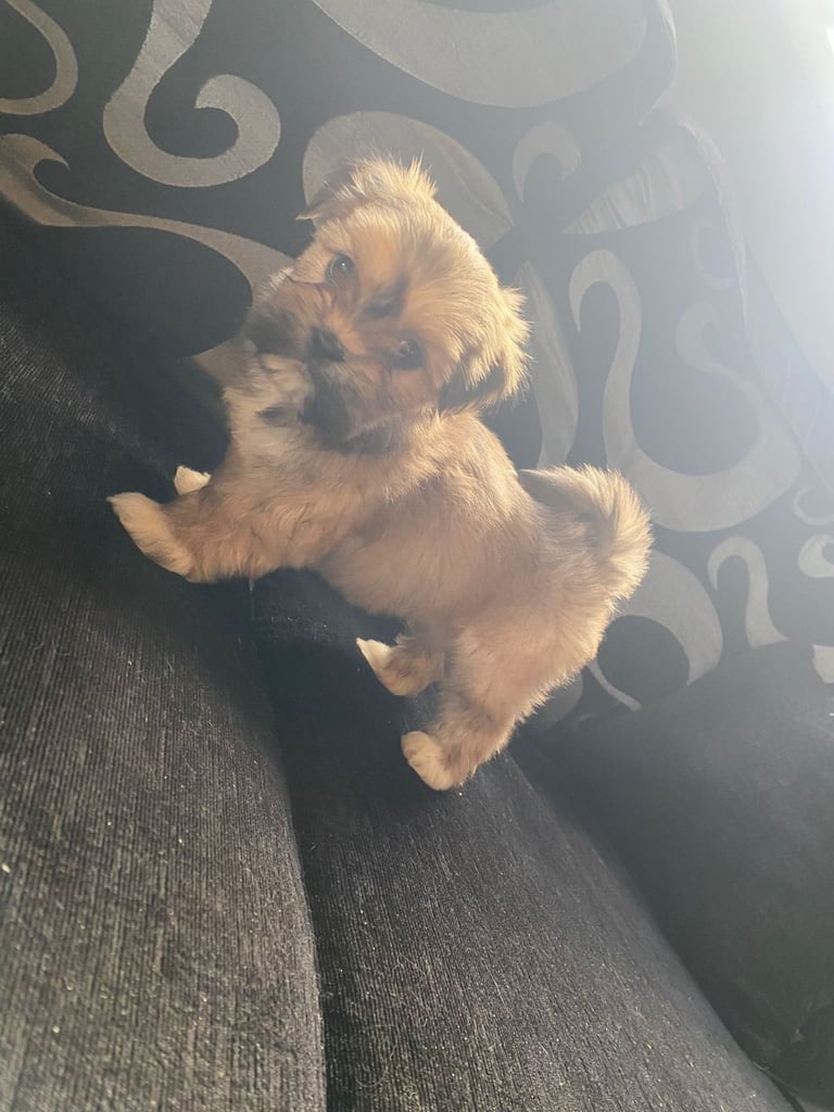 Lhasa apso pups 