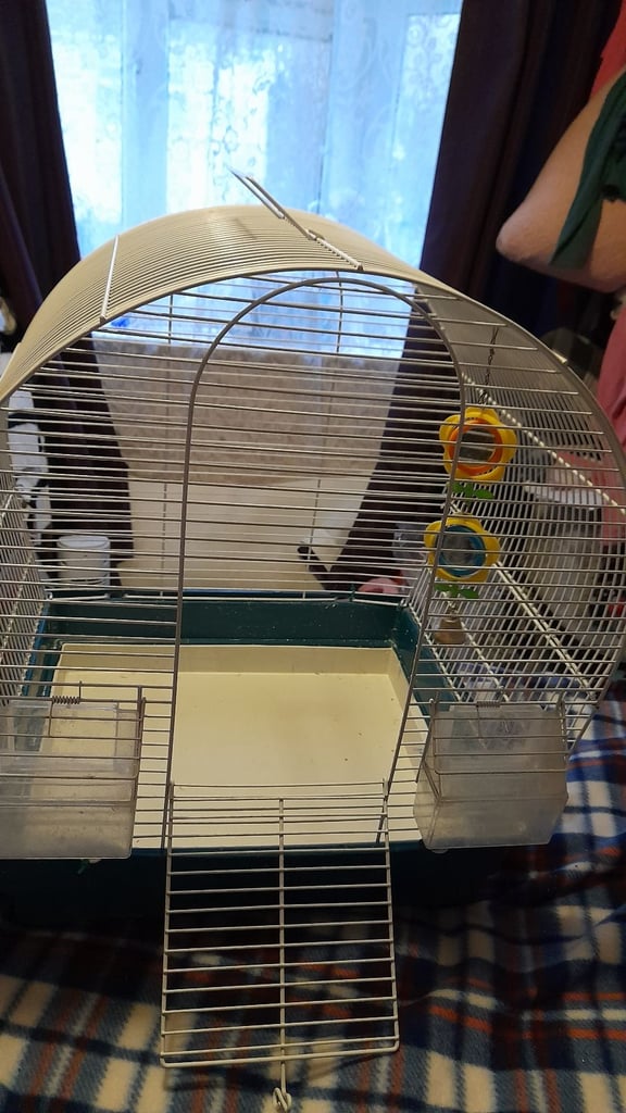 Birds cage