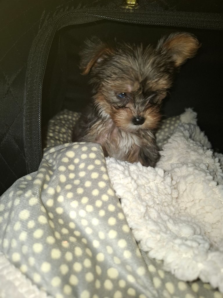Female Yorkshire terrier 