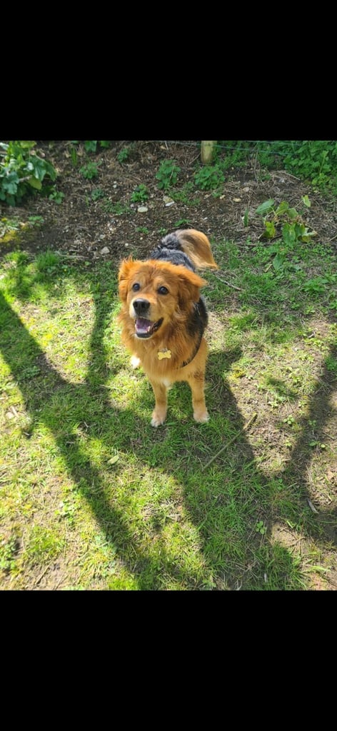 Cezar looking for new Home 
