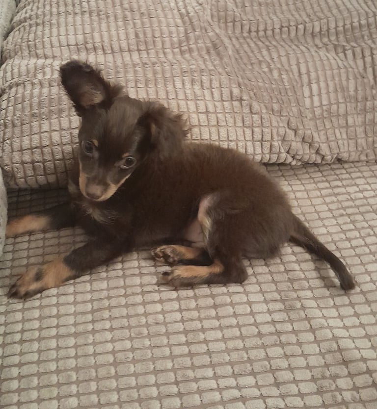 Purebred Russian Toy Terrier puppy long-haired