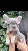 Beautiful Boy french bull dog for sale