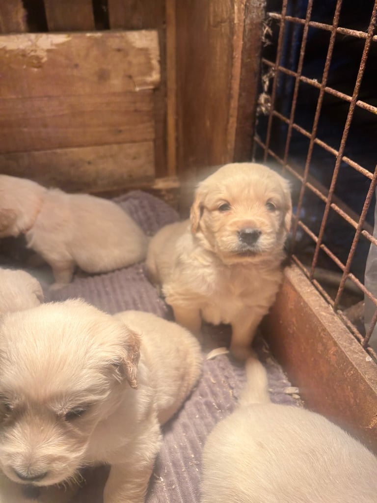 Golden retriever pups 