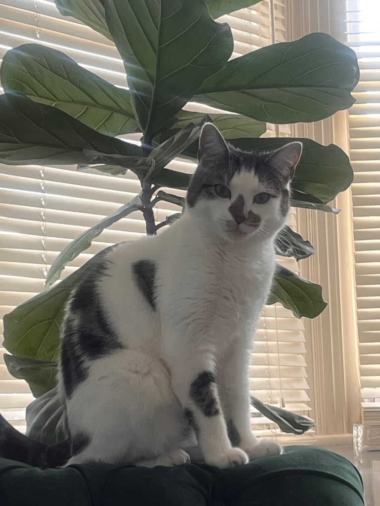 1 year old cat for re homing 