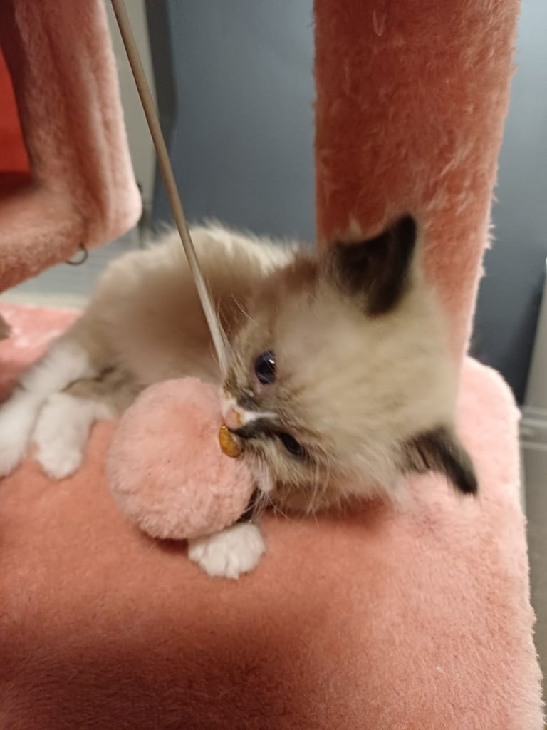 Ragdoll kittens 