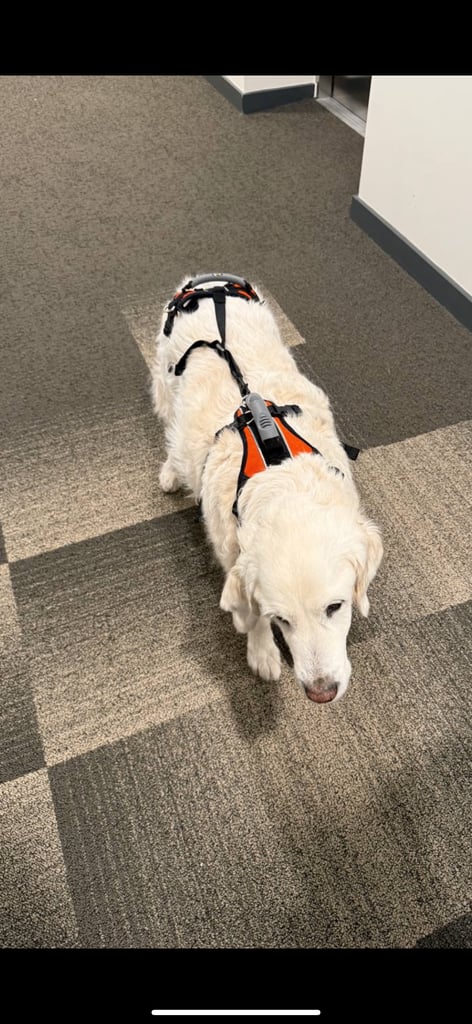 The Help Em Up Harness - The Complete Dog Lifting Harness