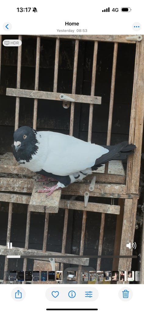 image for Afghan pigeons 