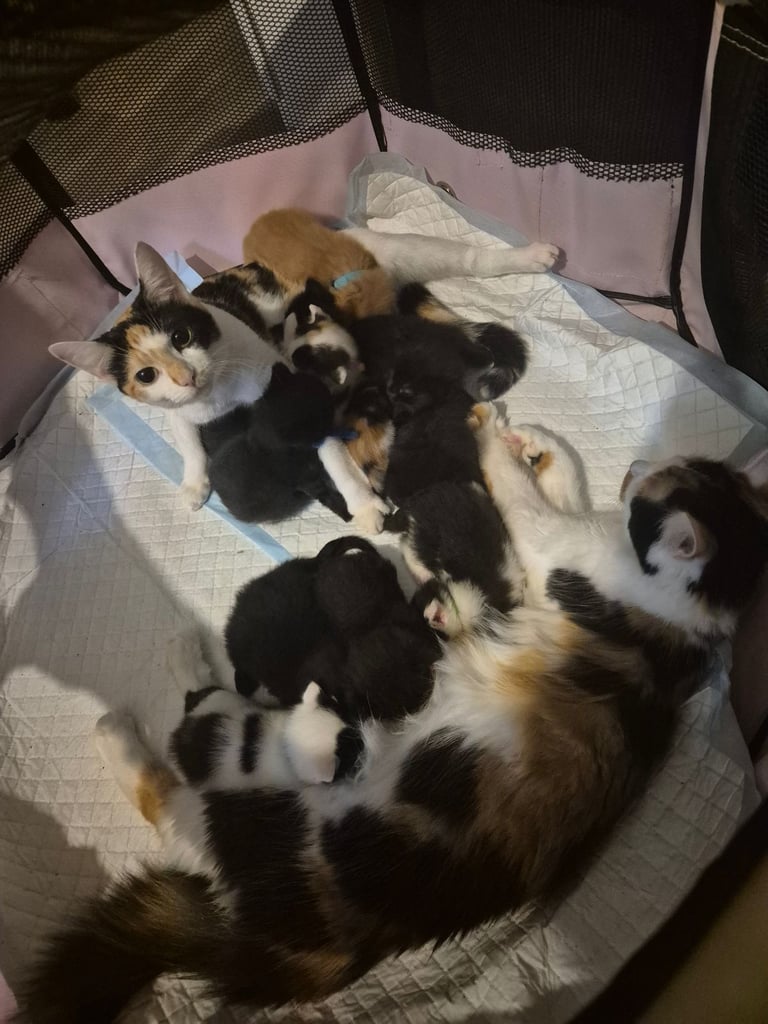 Gorgous kittens long & short haired