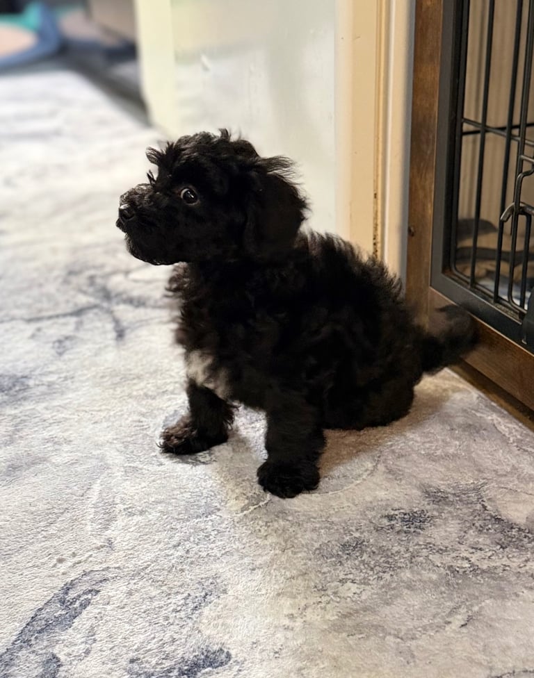 Cockapoo puppy boy