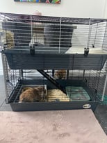 2 male Rabbits, brothers, with double cage, both neutered 