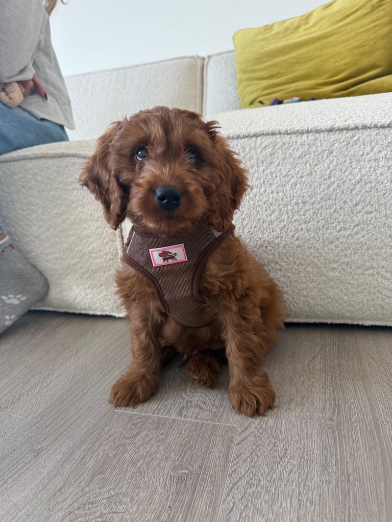 Labradoodle for sale - serious buyers only 