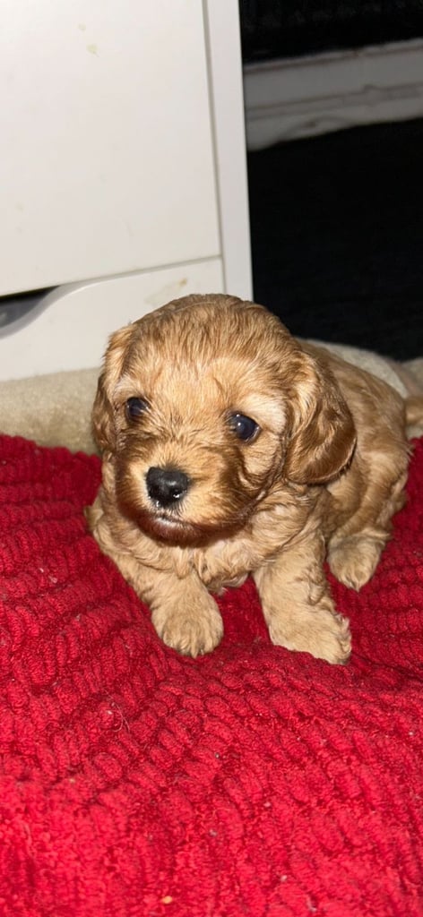 Cute Cavapoo Puppies 1 Boy and 1 Girl