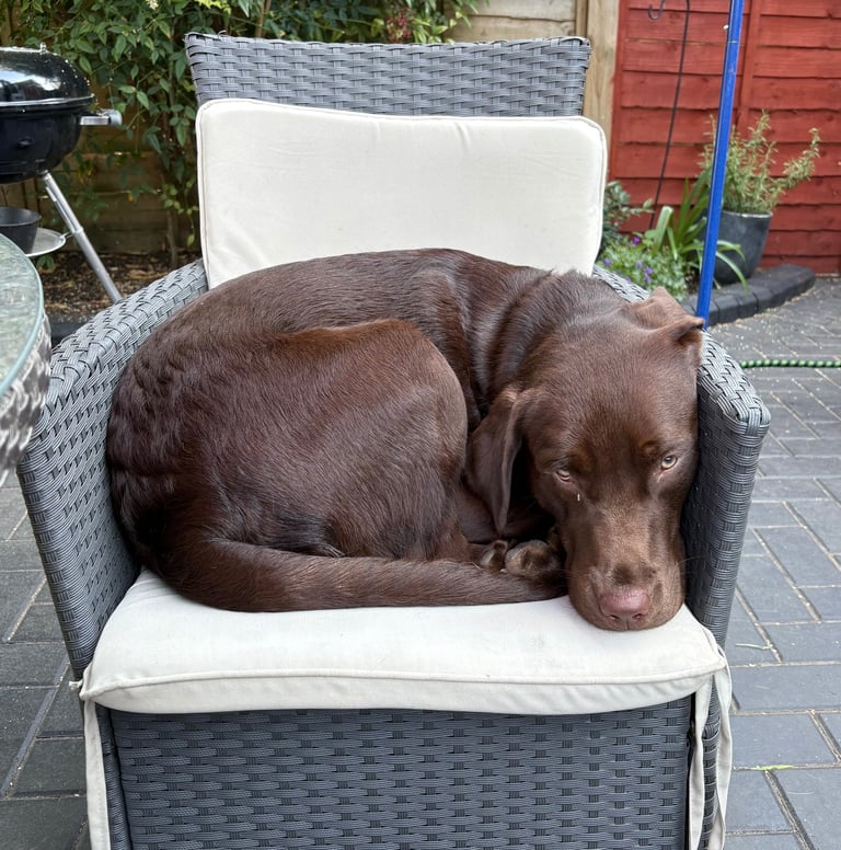 image for Labrador for sale