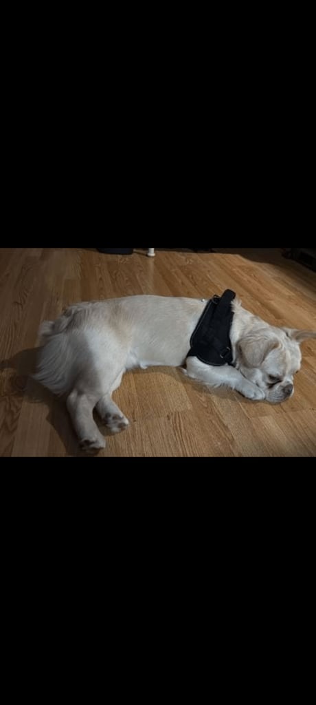 image for Dog to sell any proposal, call in private