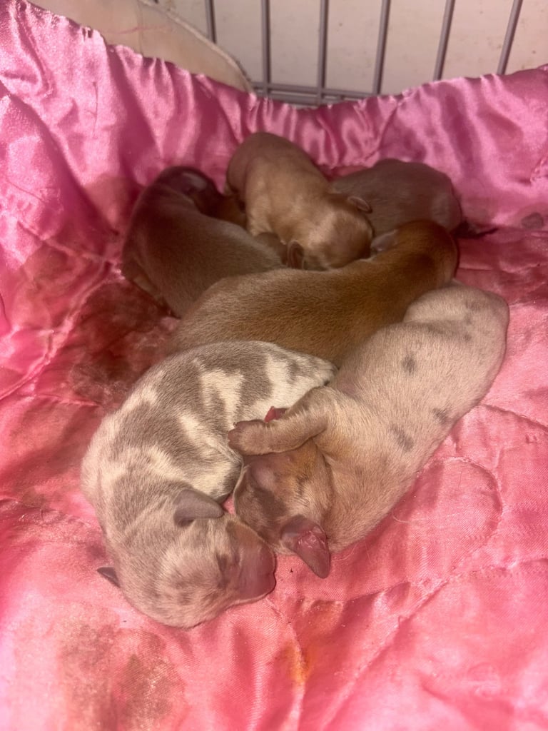 Xxx TINY miniture Dachshund x Chihuahua puppies!! Xxx