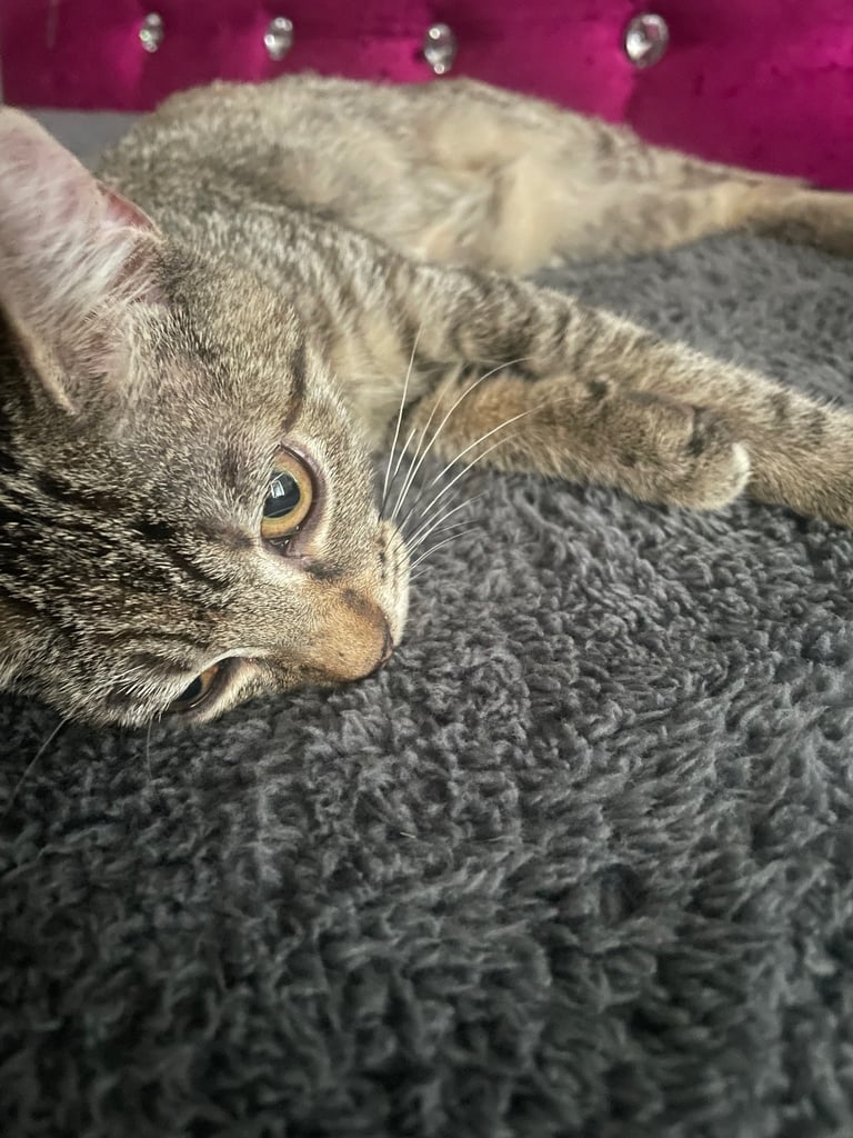 Tuxedo and tabby kitten