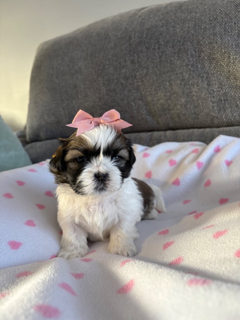 Shih Tzu puppies 