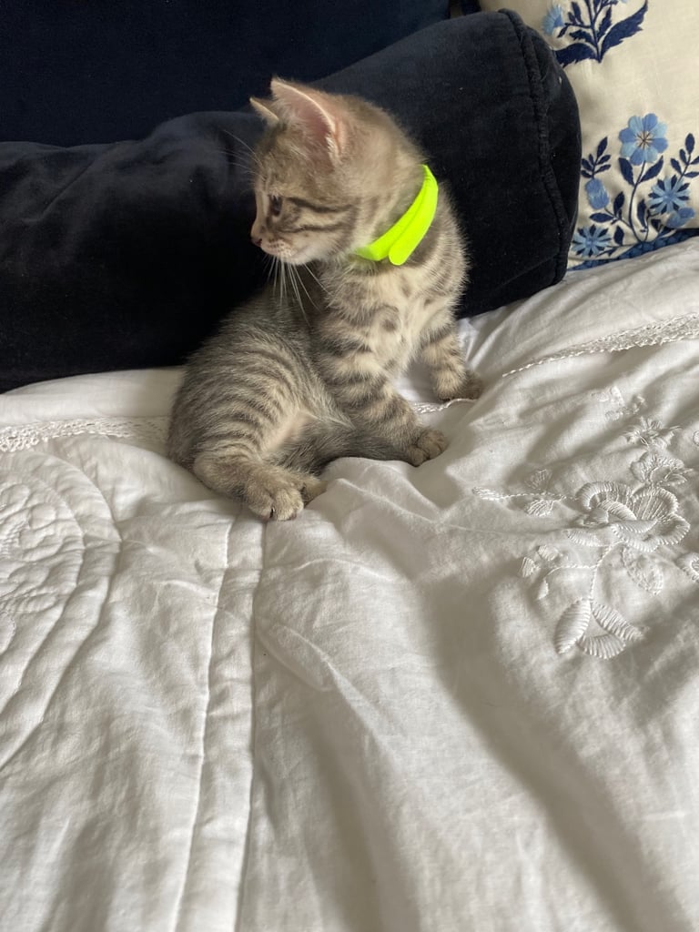 4 beautiful Bengal X kittens Boys £200