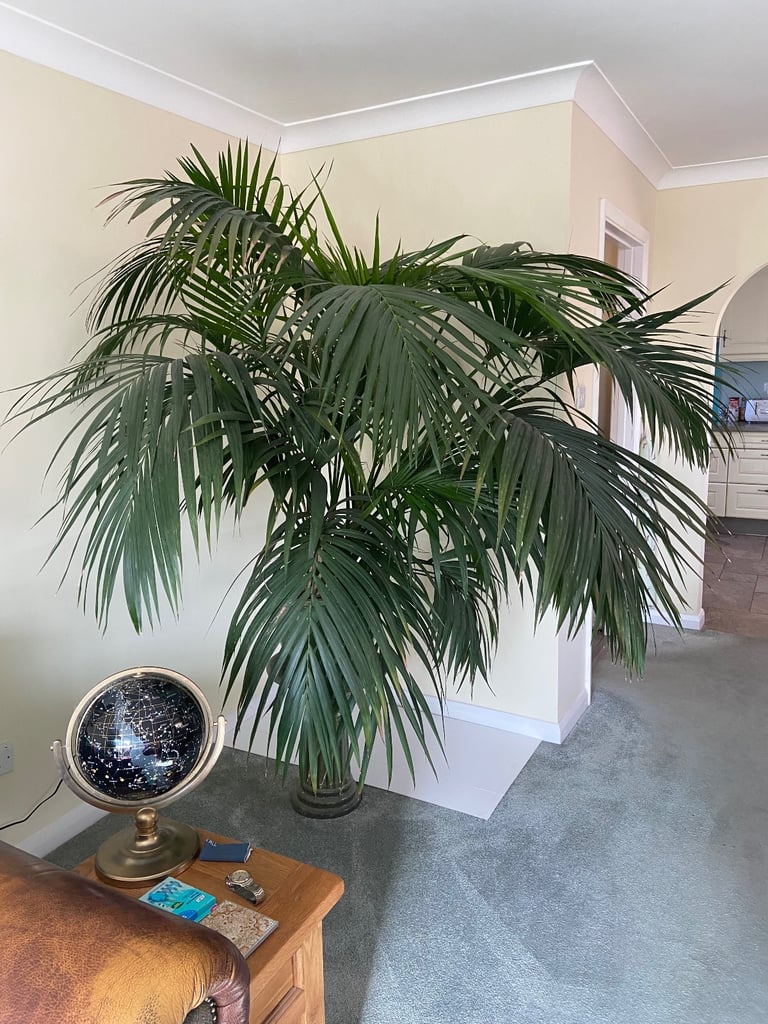 Stunning Kentia Palm - Excellent Condition