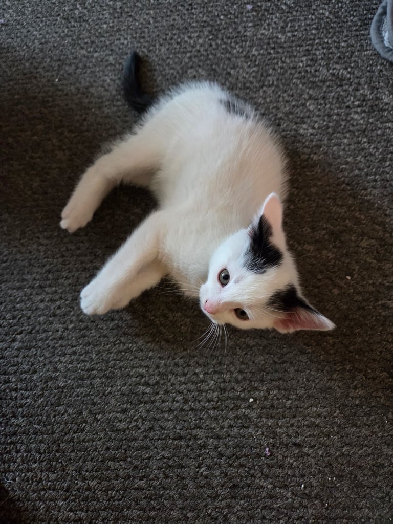 4 beautiful kittens ready for there new home