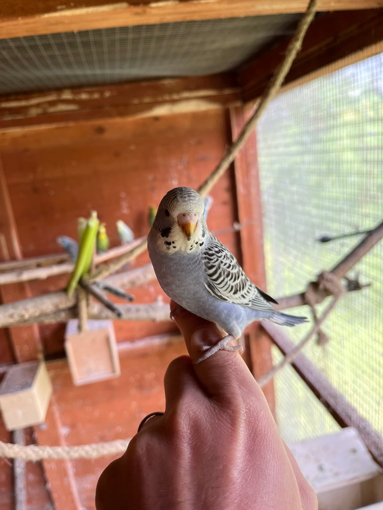 Baby Budgies ready to go. 